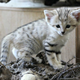 Illustration for article titled ZOMG BABY SAND CATS!!!